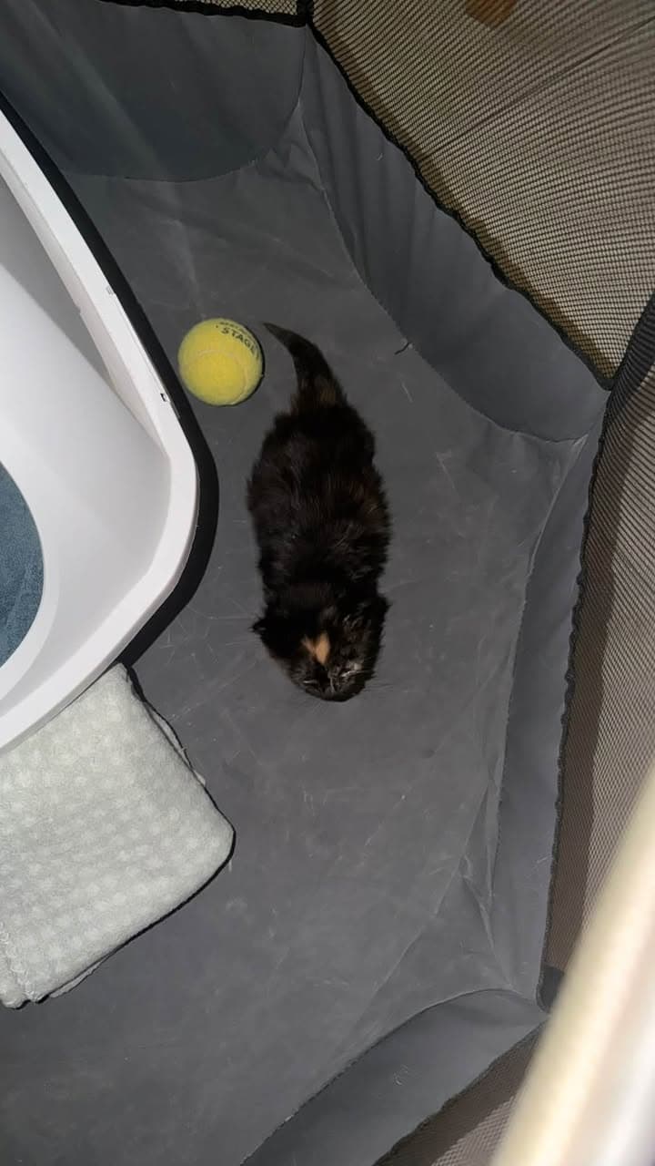 Looking for Temporary Home for Found Kitten