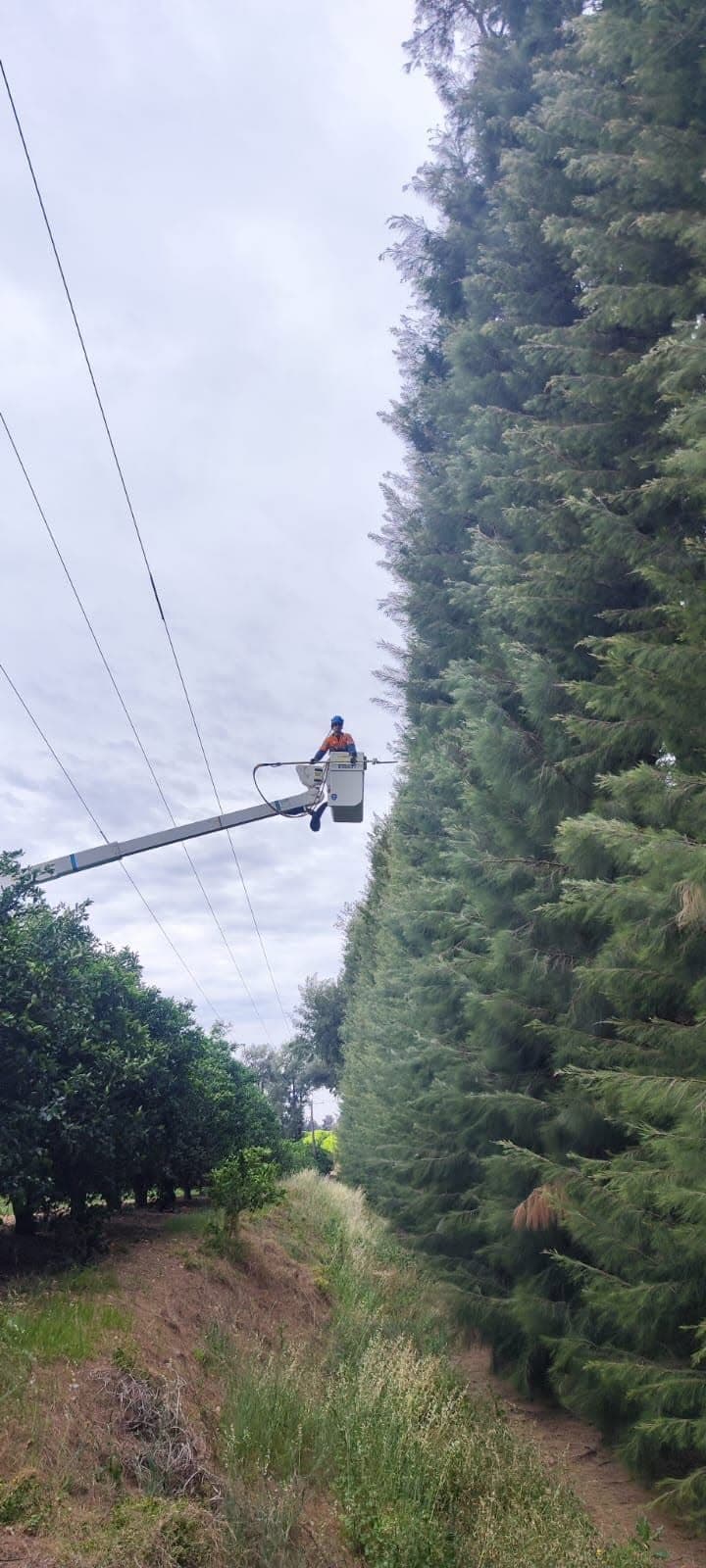 Hiring Tree Pruning Assistant in Victoria
